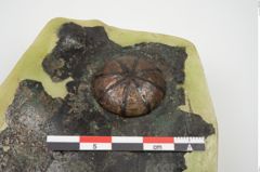 Foto von Bronzephalere (NHMW-PRAE-025405)